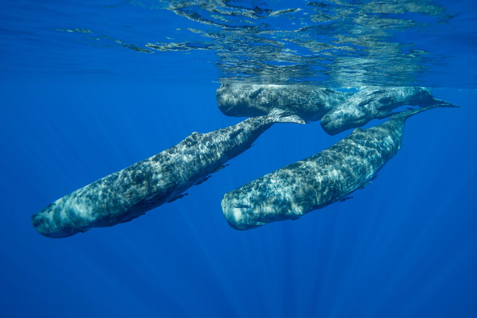 Cachalots en Méditerranée